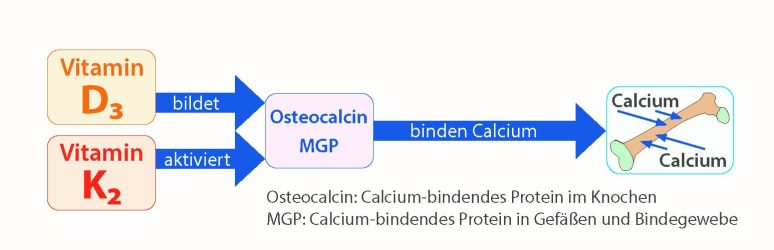 D3K2 Osteocalcin Calcium